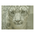 Snow Leopard.png